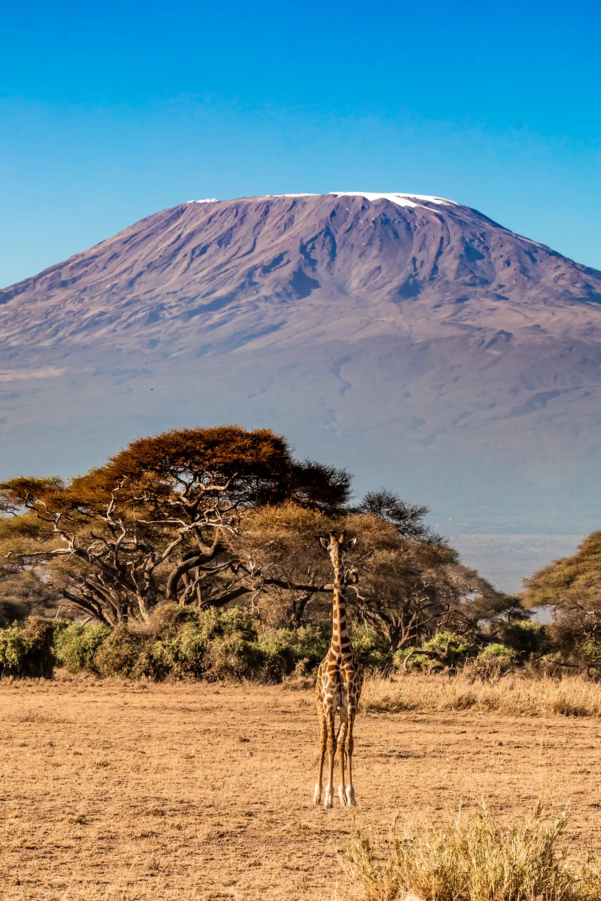 Quénia - Safari de Kilimanjaro à Praia de Mombaça