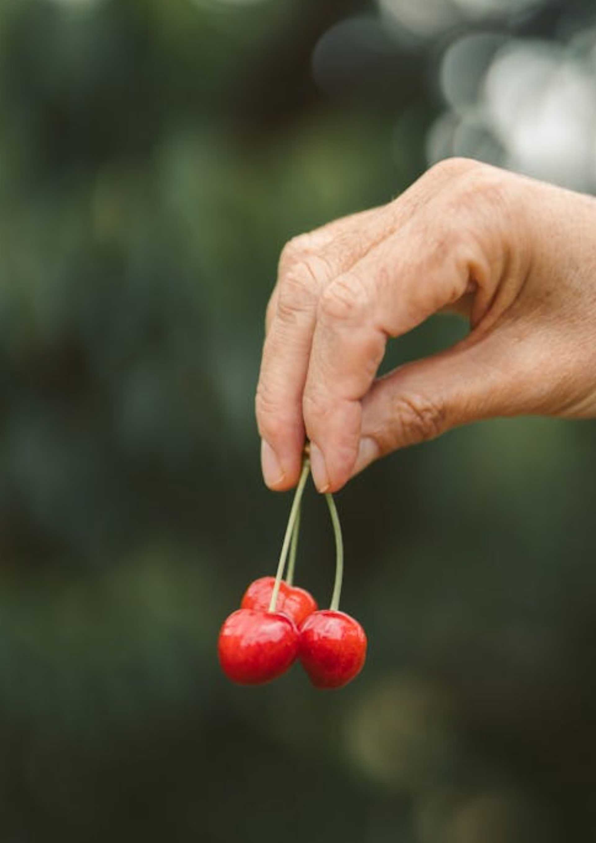 Entre Pomares, Cerejas e Tradições do Fundão