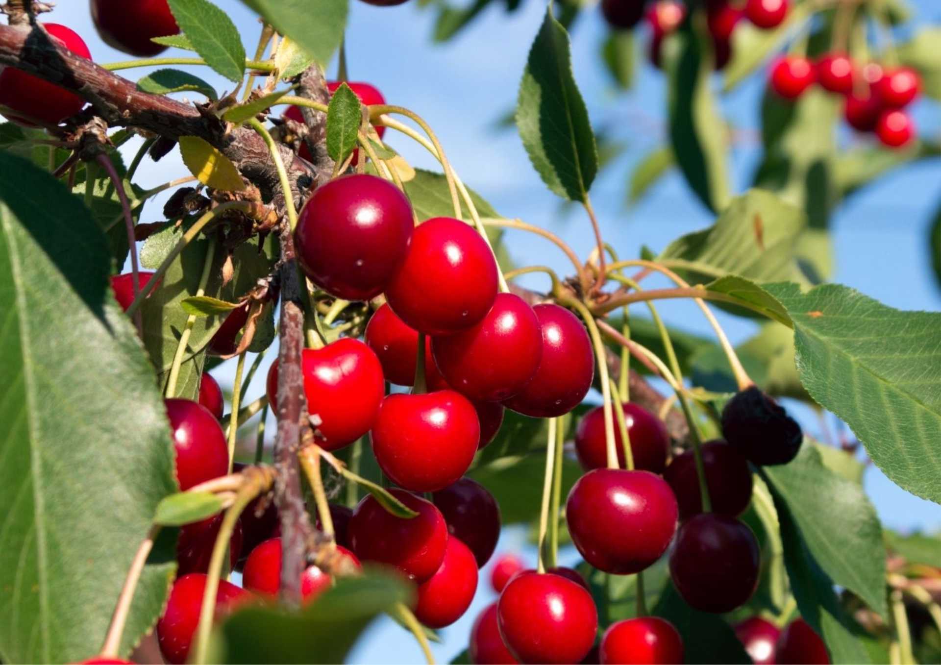 Entre Pomares, Cerejas e Tradições do Fundão
