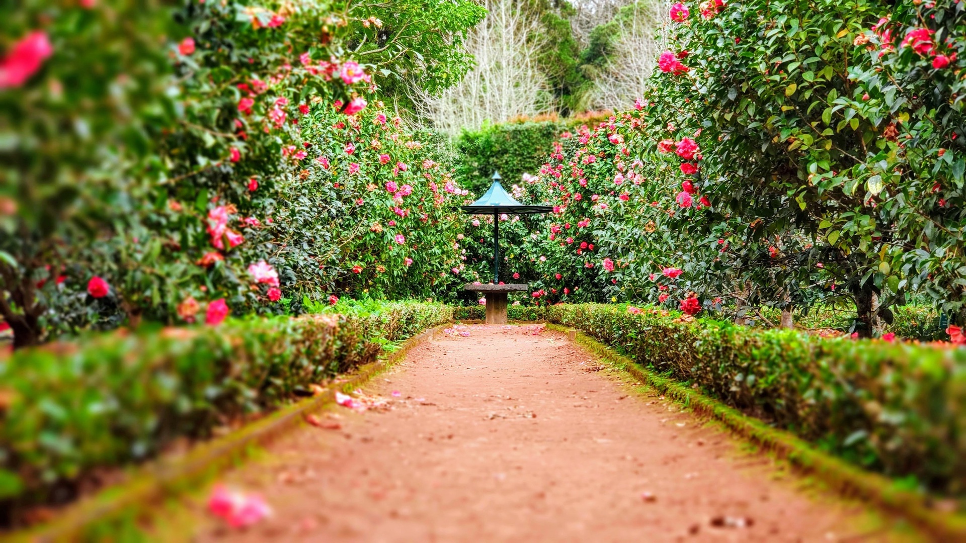 Rota das Camélias em São Miguel