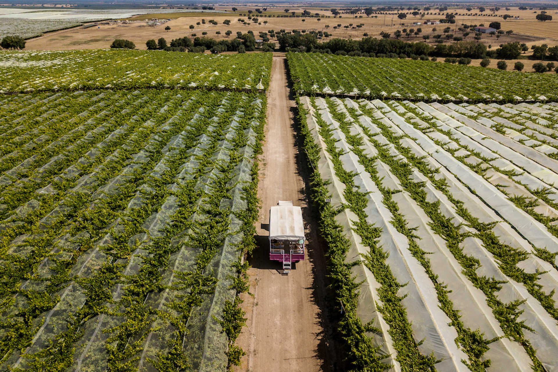 Herdade Vale da Rosa e Viana do Alentejo